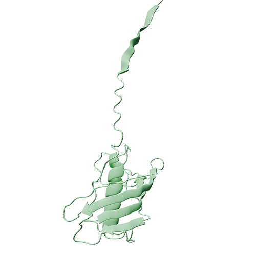 Human CST7 (C-6His, HEK293)